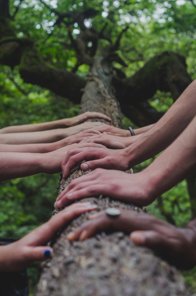 Illustration de mains s'élevant vers un arbre, représentant la recherche de connaissance et d'épanouissement au travers de formation innovantes